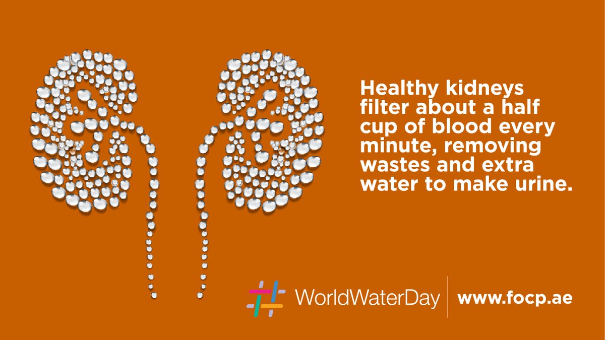 focpuae's tweet photo. #WorldWaterDay is held annually on 22 Mar. The day focuses on the importance of #freshwater &amp;presses for the sustainable management of #freshwaterResources
This day we want to share how important is the right fluid intake for your body as it can reduce the risk of #kidneydiseases https://t.co/GXZVpd4jrw