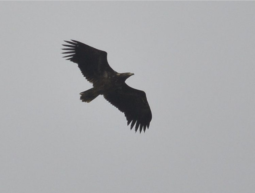 PaulGreenWire's tweet photo. This is the White Tailed Eagle that drifted north over Minsmere this morning before continuing along the Suffolk coast.#Suffolk #Suffolkbirds #Suffolkmagazine #Rspb #Swt #Birding #Eagle #Minsmere https://t.co/roZcqyA31s