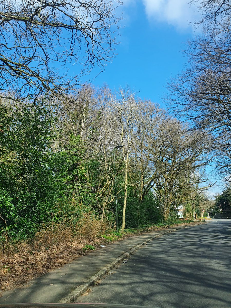 Ritchhh's tweet photo. #TreeClub #chiselhurst #SpringIsComing https://t.co/Hty05ngJ15