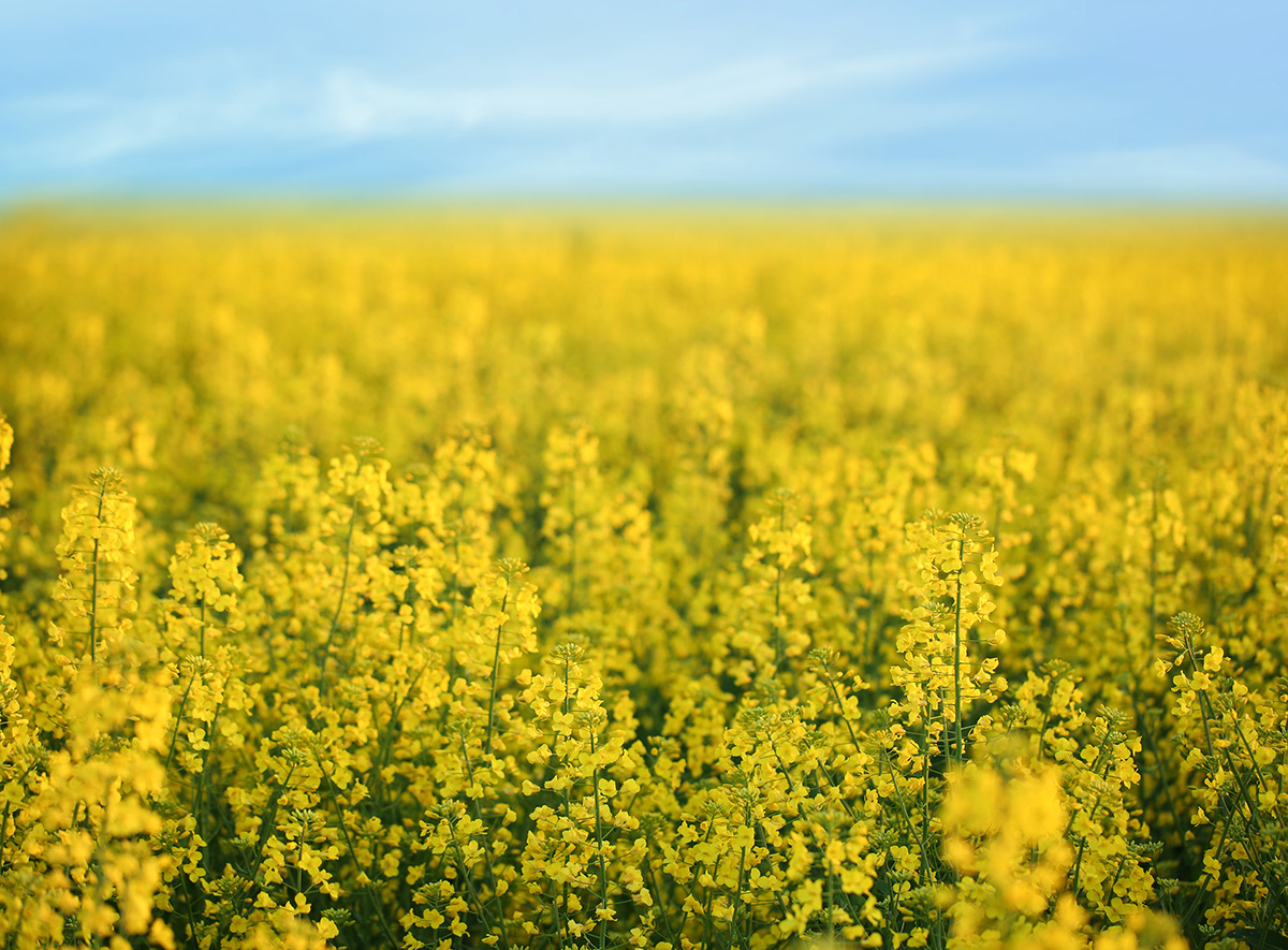 SavorySpoon's tweet photo. March is #Mustard month at Savory Spoon! Find #recipes and  #tips on our site. Join our #newsletter for our monthly newsletter with even more fun  #cooking info. https://t.co/QbqZyFJU9I https://t.co/w8cpGIedLm
