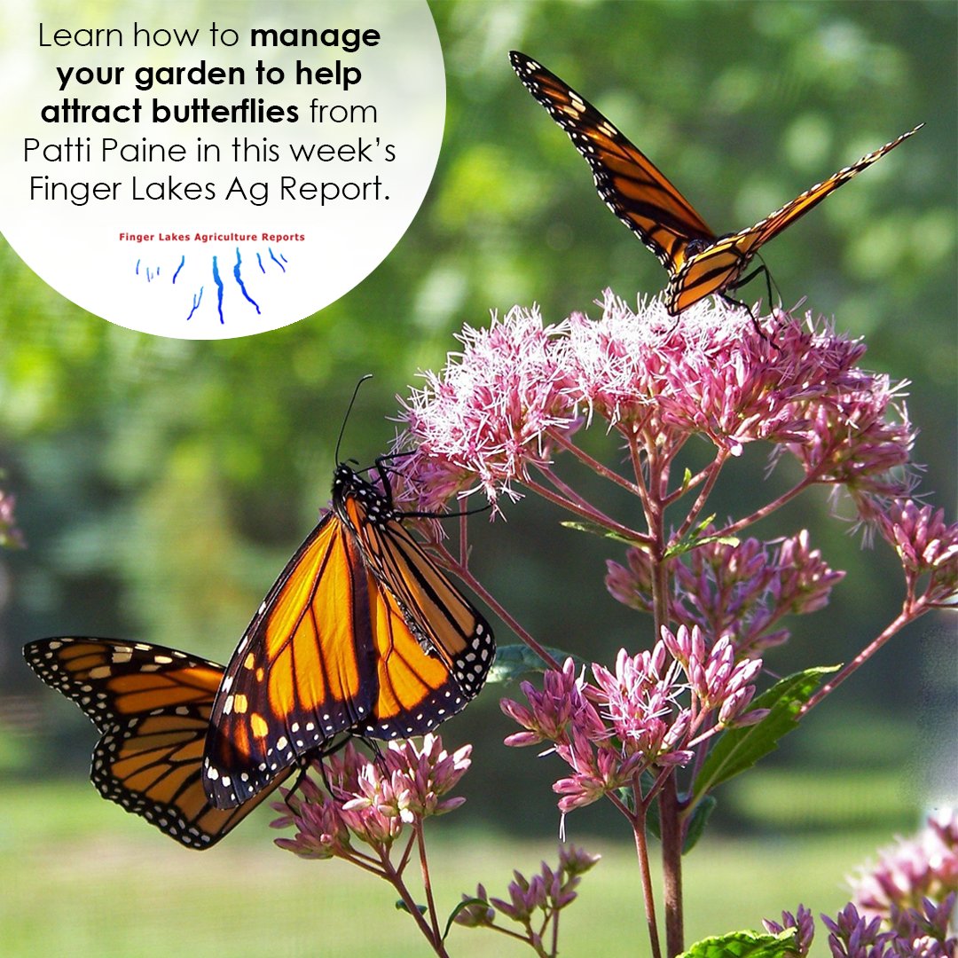 CCE Seneca County tweet media