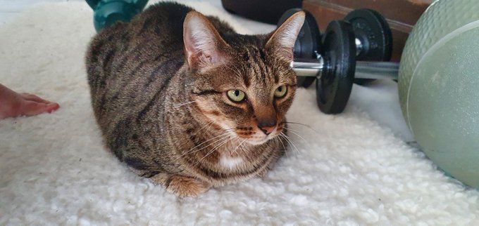 Prescott is helping motivate me through my workout 👏 https://t.co/kpu9GUnH7X<a href="/tag/streamer"class="tags"><span>#streamer</span></a>