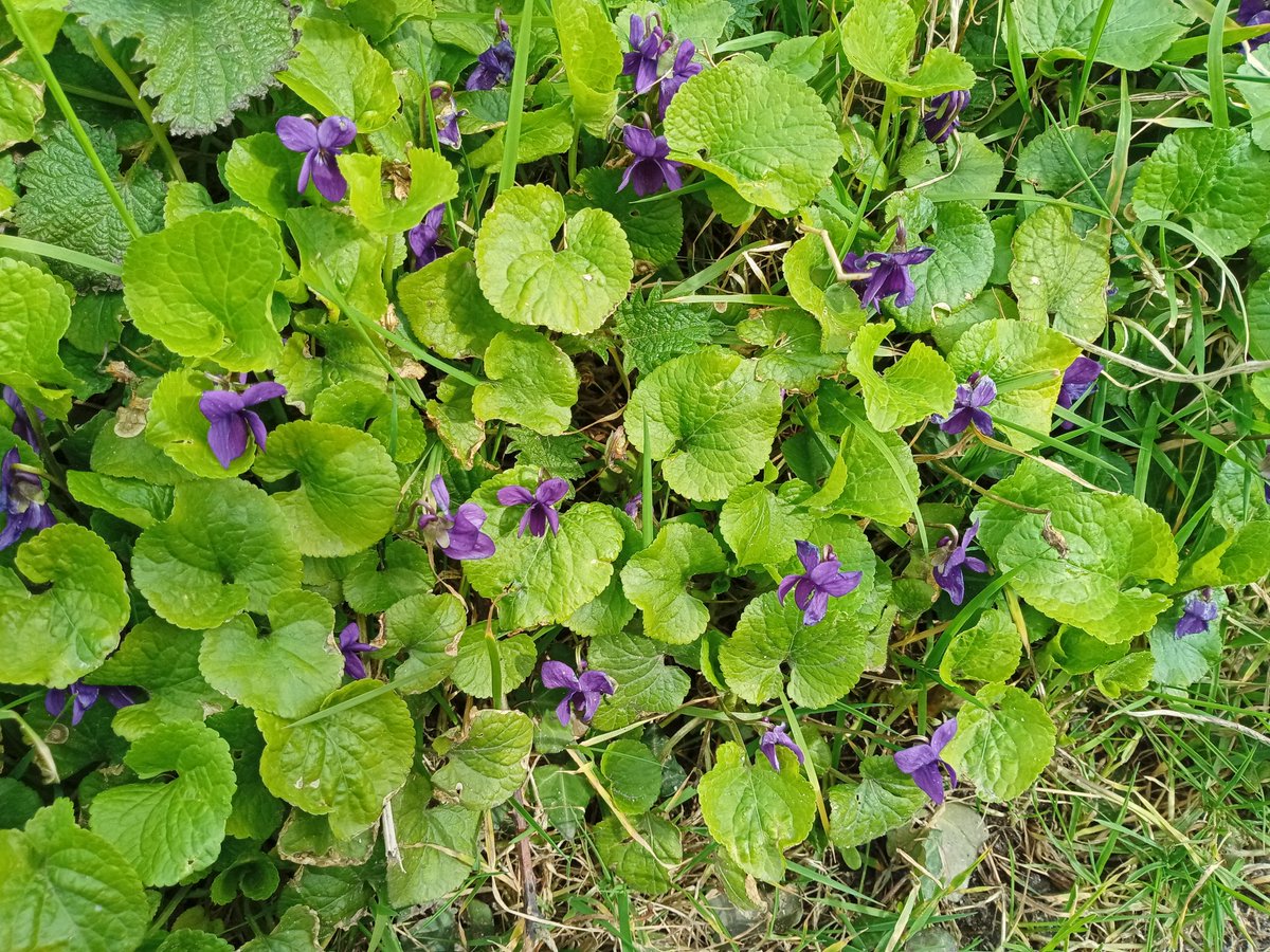 racingruth's tweet photo. @PenwithLP @CwallWildlife @CornwallAONB @HeritageFundL_S Sweet violets 👍 https://t.co/ukDY689LVL