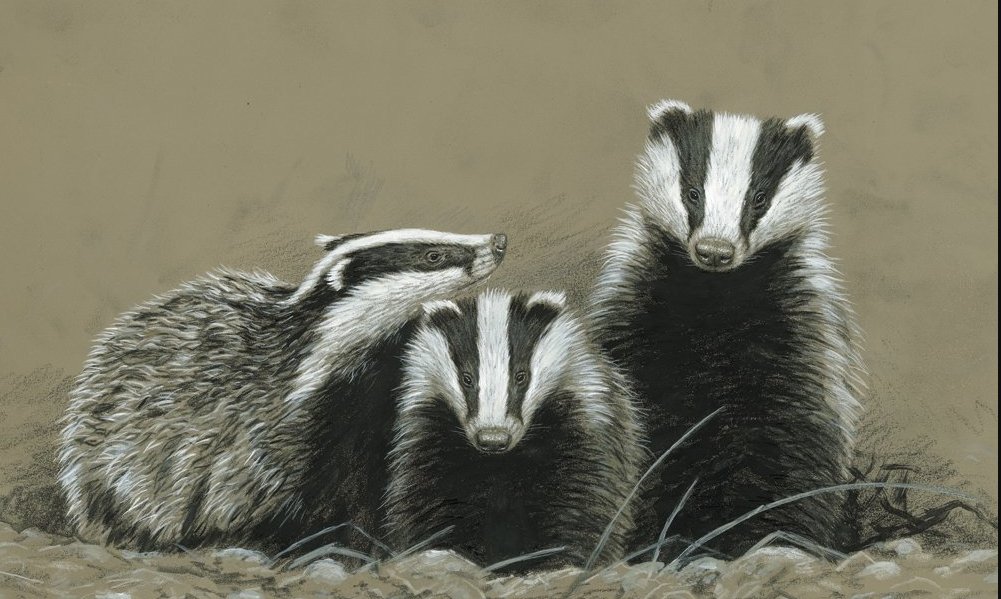 Badgergate tweet media
