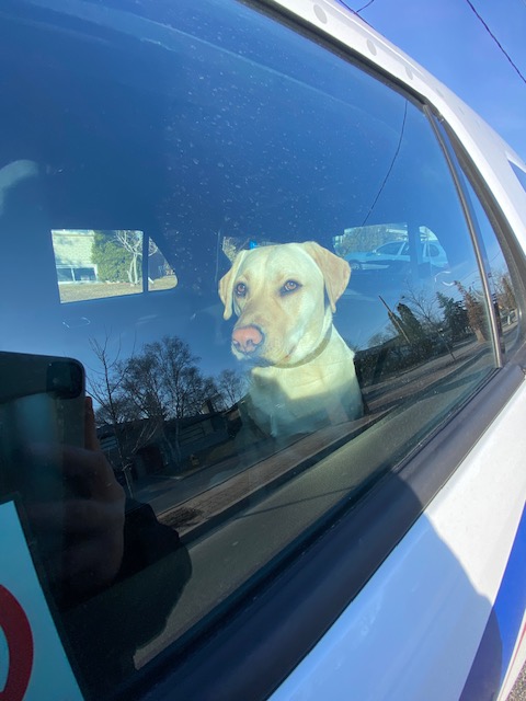 TPSOperations's tweet photo. Do you know who I belong to?

@TorontoPolice officers found this dog in the Leslie Street/Finch Avenue East area around 8:45 this morning.  They've been taken to a safe place.

Please share and have THE OWNER call @TPS33Div at 416.808.3300. ^vk https://t.co/Re8CH0iO0r