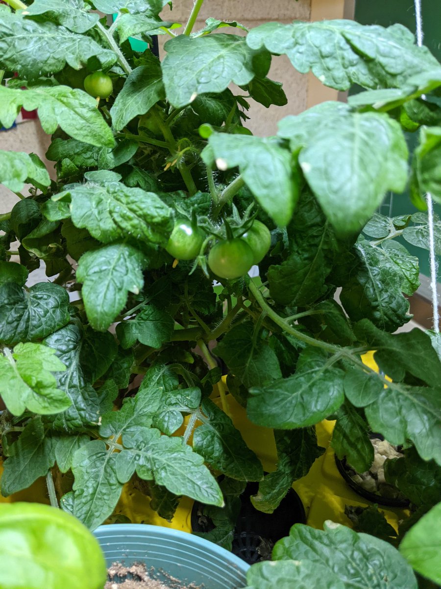 SonjaGoold's tweet photo. While we finish prepping the @SucSeedCanada kit from @NSAgriculture for the πππ that are due to arrive this week, guess what we found?! Our plants needed March Break as much as we did! @GorsebrookJHS #TinyTimTomatoes #HandsOnScience #ClassroomGarden https://t.co/BjNxWi5iVP