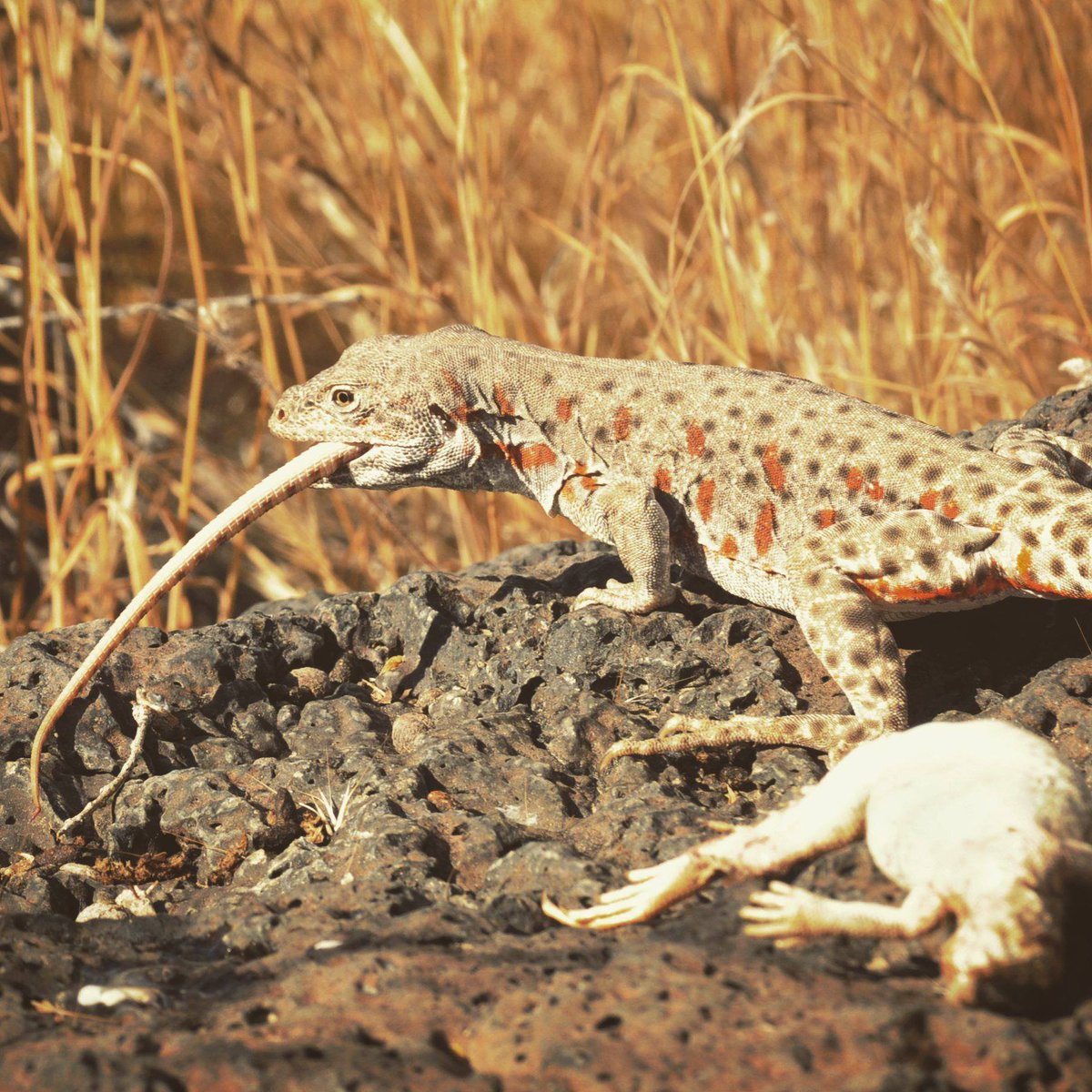 snakeymama's tweet photo. A gravid leopard lizard killed a desert iguana just to eat its tail. Video in next tweet. This was such a cool observation with @heart2herp and our herpetology class! 1/3 https://t.co/yThUwPSBiy