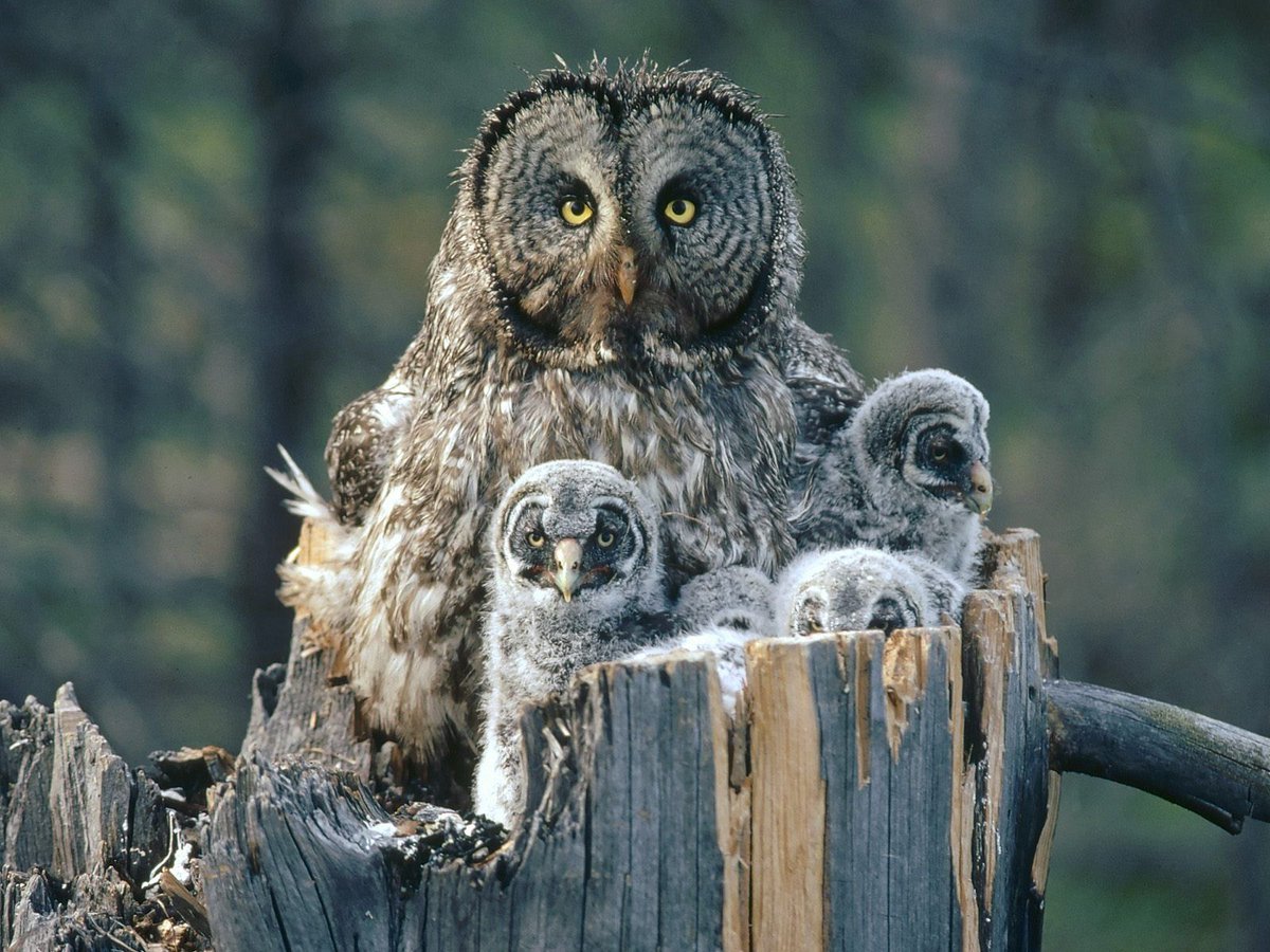 Goodnight my good friends
#photos #photography #animals #night #owls