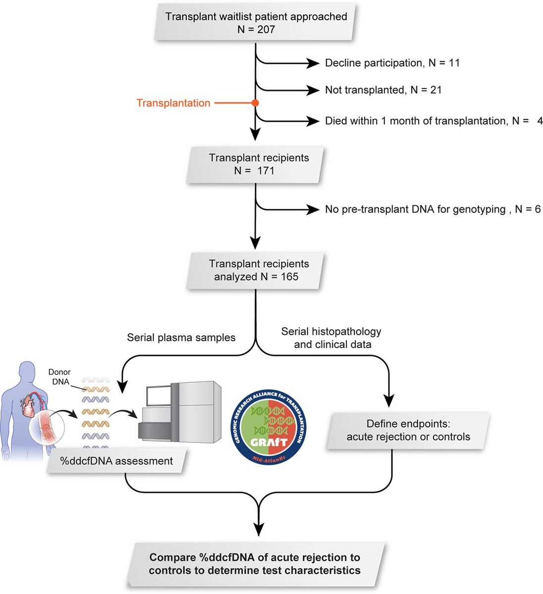 CircAHA's tweet photo. Cell-Free DNA🧬 to Detect Heart Allograft Acute Rejection. Learn more: https://t.co/yynpbYyIeQ #AHAJournals @AgborOmicsLab @TheBethesdaLabs @HopkinsPCCM @PalakShahMD @IHVInews https://t.co/0ujltVy5xm