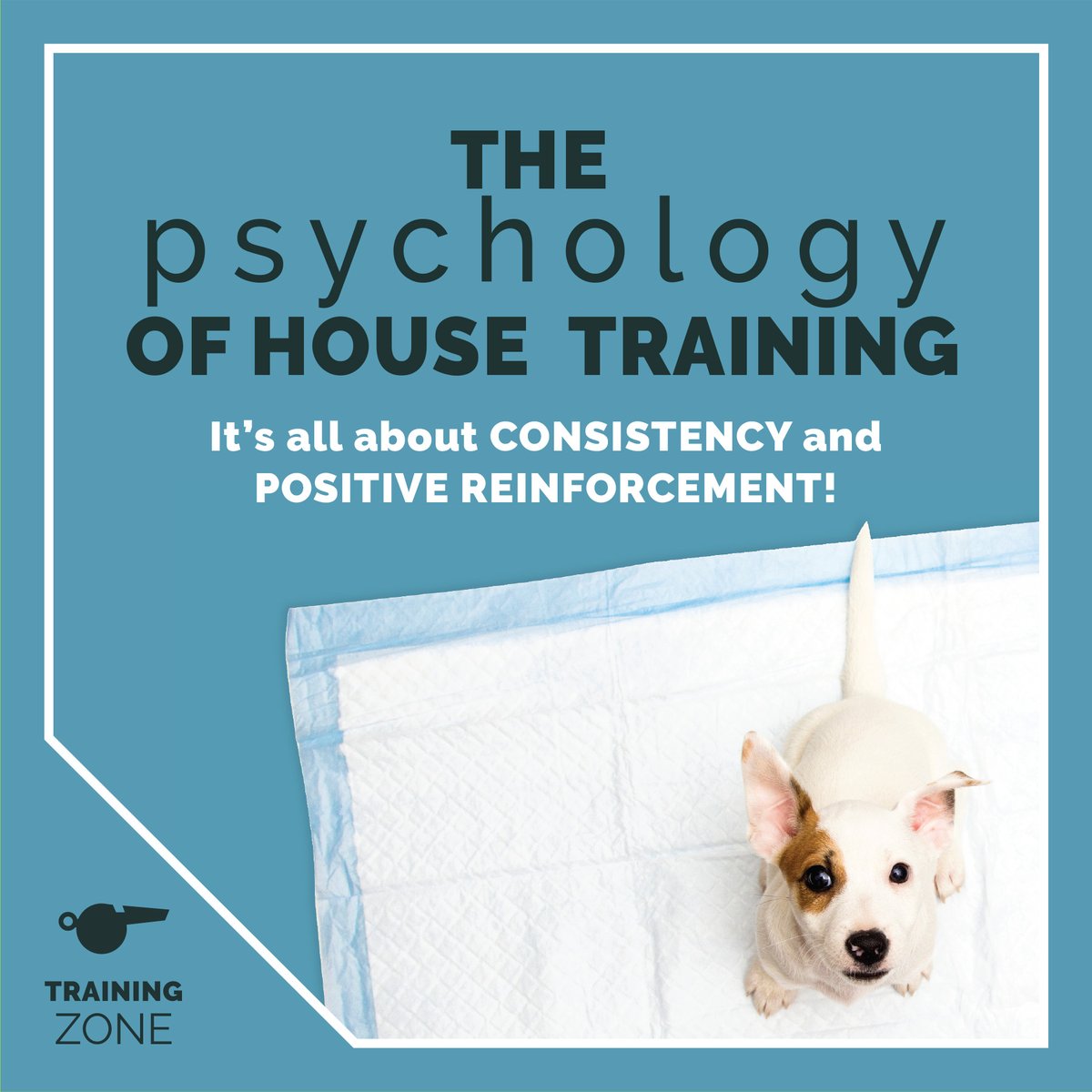petzonelife's tweet image. Setting a routine and consistent praise allows your puppy to learn without confusion. Training Pads are a great tool to achieve house training success!

#newpuppyparents #housetraining #puppypads #puppies #covidpuppy #puppyadoption #puppylife #petzonelife