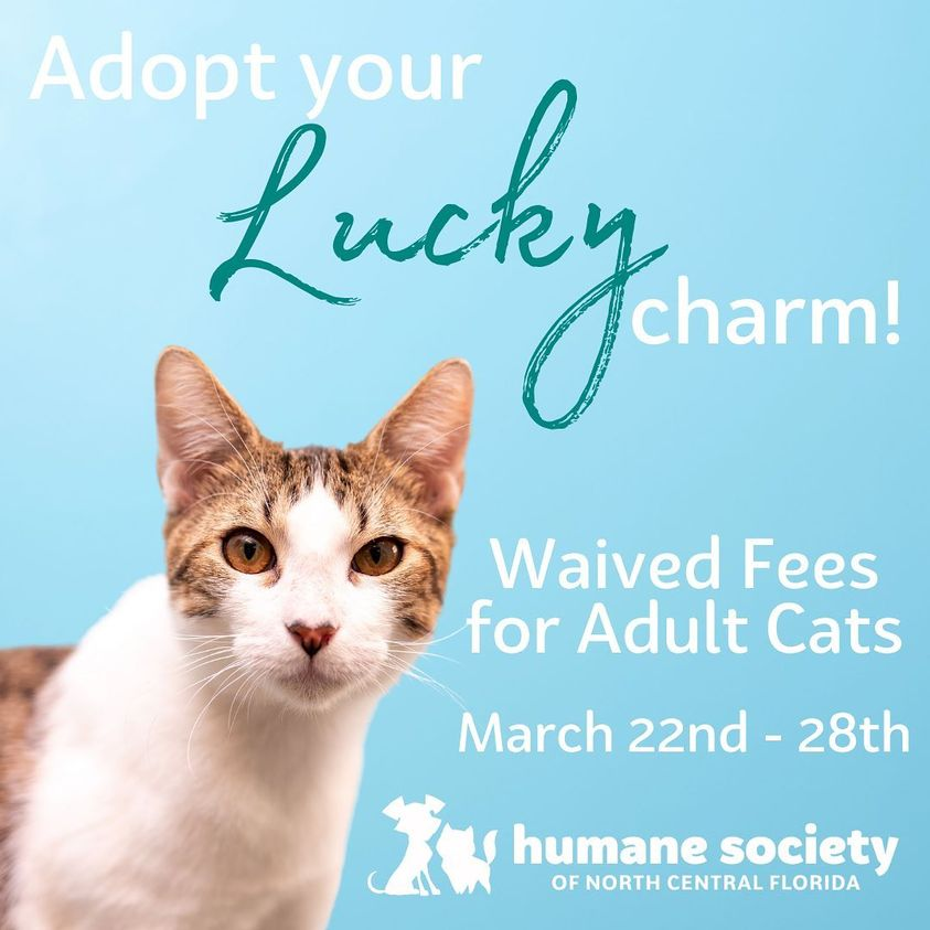 UniversityFur's tweet photo. Adopt a pet fee-free today! @HumaneSocNCFL https://t.co/LO30BCb2Dt