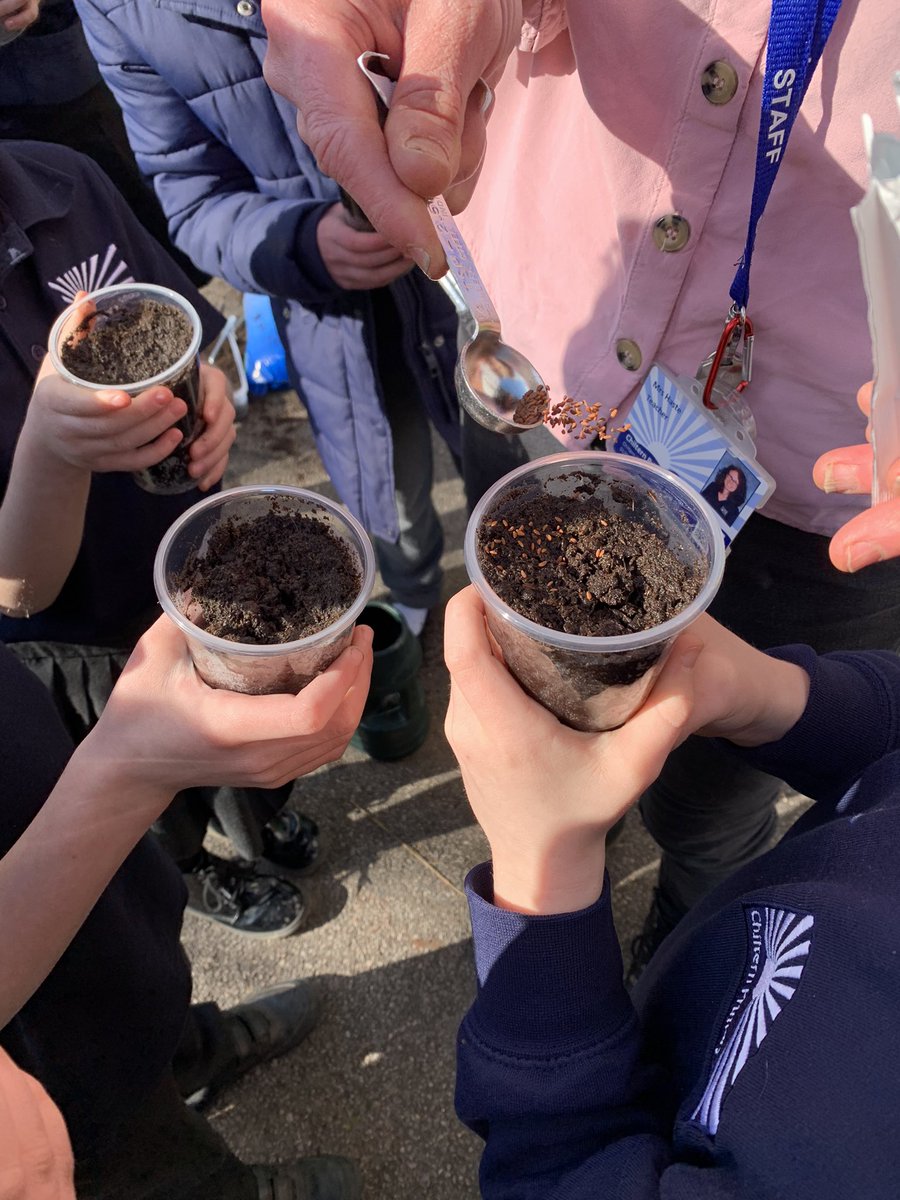 ChilternY3's tweet photo. Tiger class are excited to see their own plants grow over the next couple of weeks! 🌱 #makinglearningirresistible https://t.co/RrnCKi2I9I
