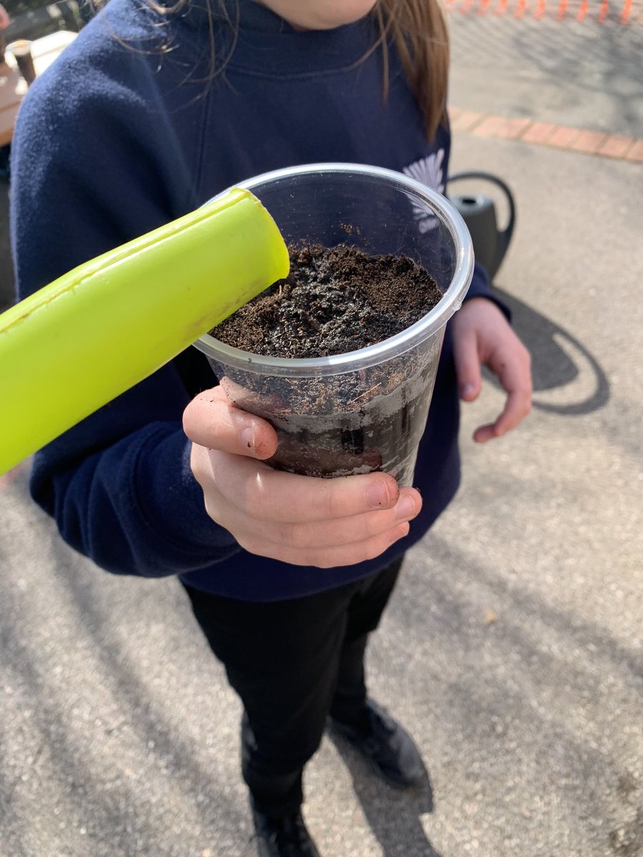 ChilternY3's tweet photo. Tiger class are excited to see their own plants grow over the next couple of weeks! 🌱 #makinglearningirresistible https://t.co/RrnCKi2I9I