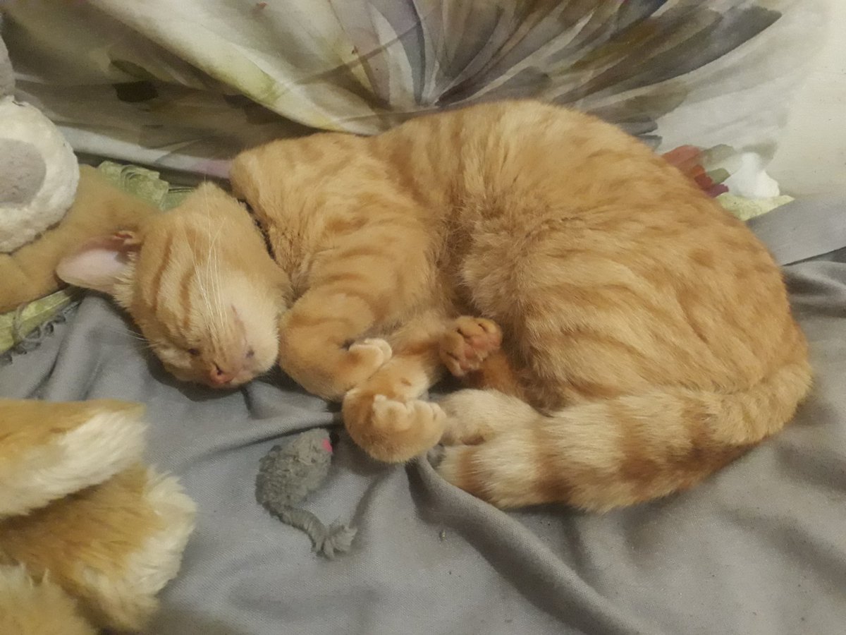 Annemde babamda öldü,babamın emekli maaşını alıyorum.Ateş için kredi çektim kalanı fatura ve boğazımıza gidiyor. YKS'ye hazırlanıyorum. Bizim kimimiz kimsemiz yok sizden yardım isteyip durmamın sebebi bu. Ateş benim ailem akrabam ölmesini istemiyorum. Her şey Ateş için