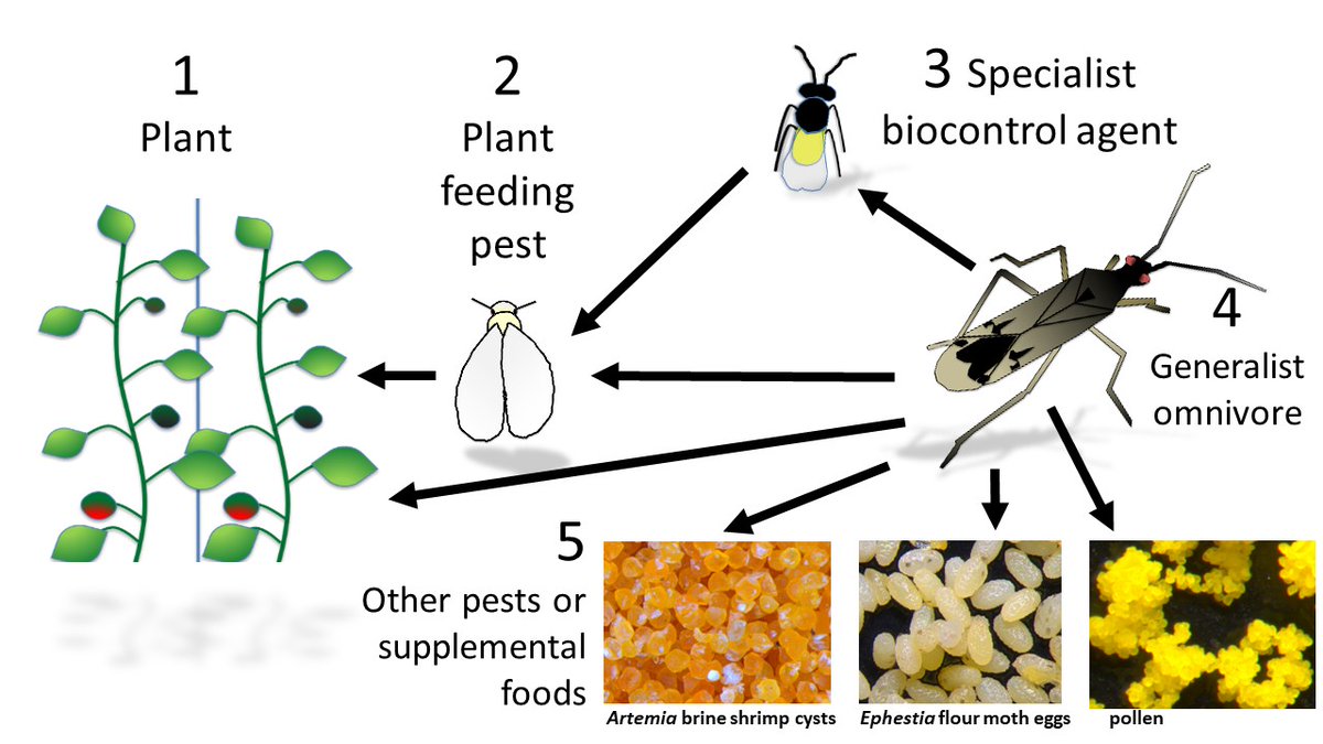 RoselyneLabbe's tweet image. As the debate continues on how to best use supplemental foods for supporting greenhouse biocontrol, our recent paper summarizes the  mounting evidence of its benefits in many agroecosystems:  academic.oup.com/aesa/advance-a…