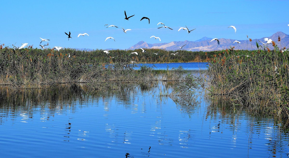 6c27a08e61744ae's tweet photo. En el #DiaMundialDelAgua reivindicamos y protejamos nuestro entorno y patrimonio que pone en valor nuestros parajes. #Elche 🌴 🌴 🌴  #ElHondo 🦩, #ElClotdeGalvany 🦆, #vinalopó🏞 #pantanodeelche, #Acequias y #partidores💧. Cuidemos el agua y la vida que generan y nos genera. https://t.co/OyHc95DTEu