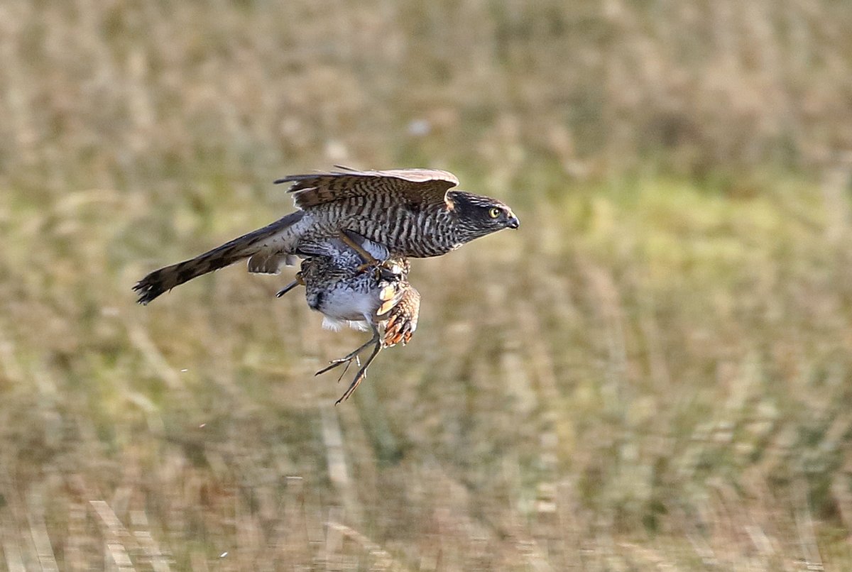Waderworld1's tweet photo. I was just about to start counting Snipe on the back of Fishtail Lagoon, Pennington when this Spar flew in low and took out this Snipe, I have not seen a Spar take a Snipe before let alone capture it through the view finder, Also Water Pipit, LRP &amp; drake Garganey present this PM. https://t.co/NIDn9XAtfr