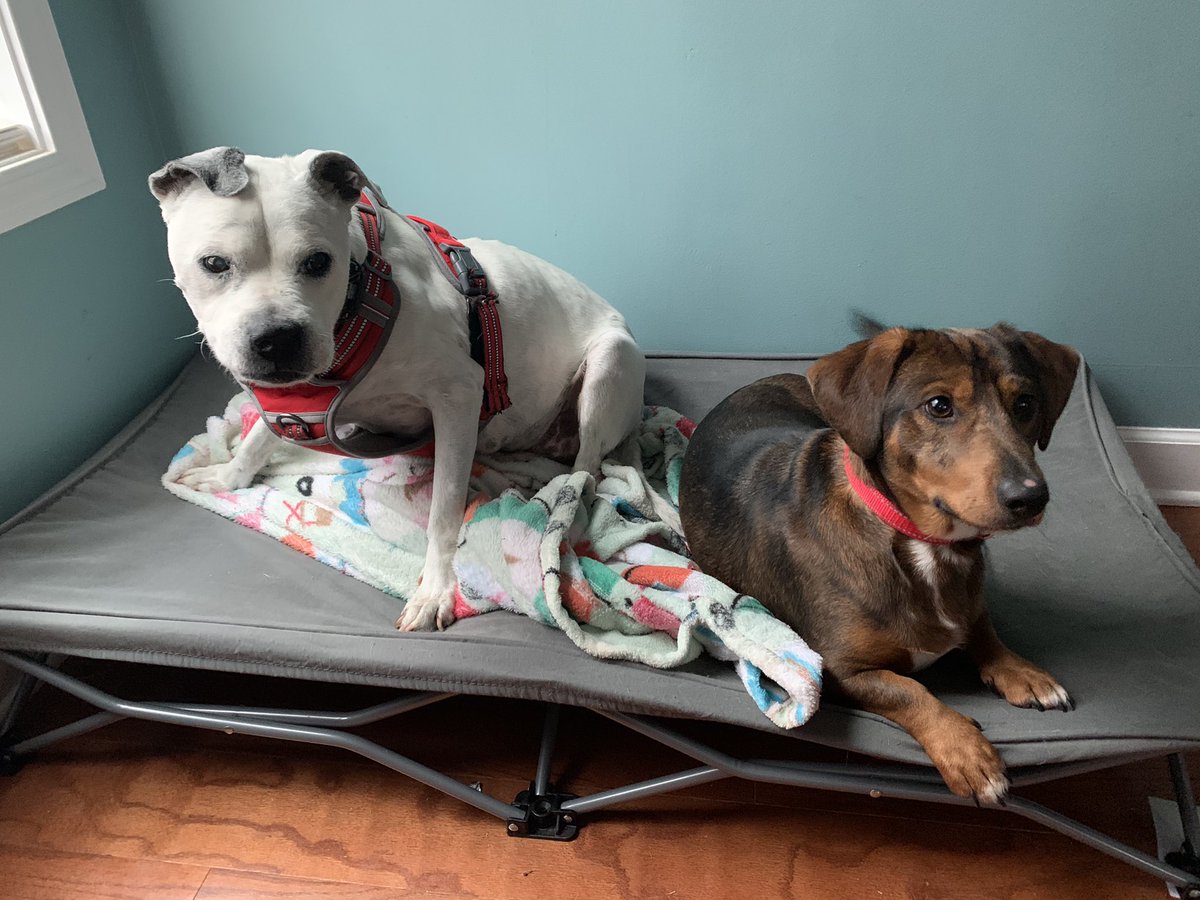 CariPrice64's tweet photo. @SXMTheHighway Darla-17 and Ryder-almost 2 https://t.co/34HnZUD5a6