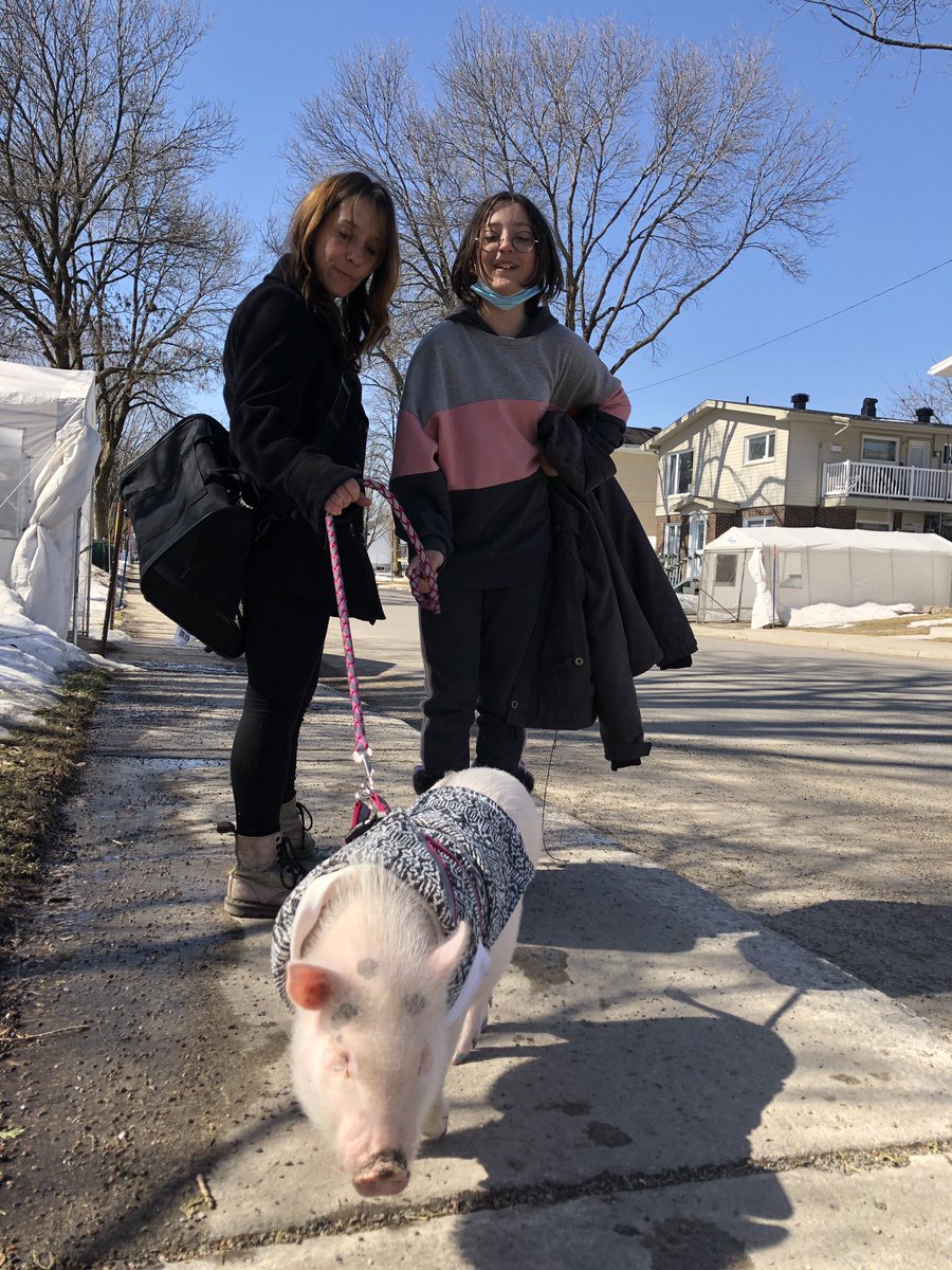 Back from Mat leave. 1st day of telework. Look out the window and see a pig going for a walk. I chased the owners down for this photo. He’s 6 months old and it’s the first time he ever goes out because it was too cold up until now. Apparently I’m likely to see more of him.