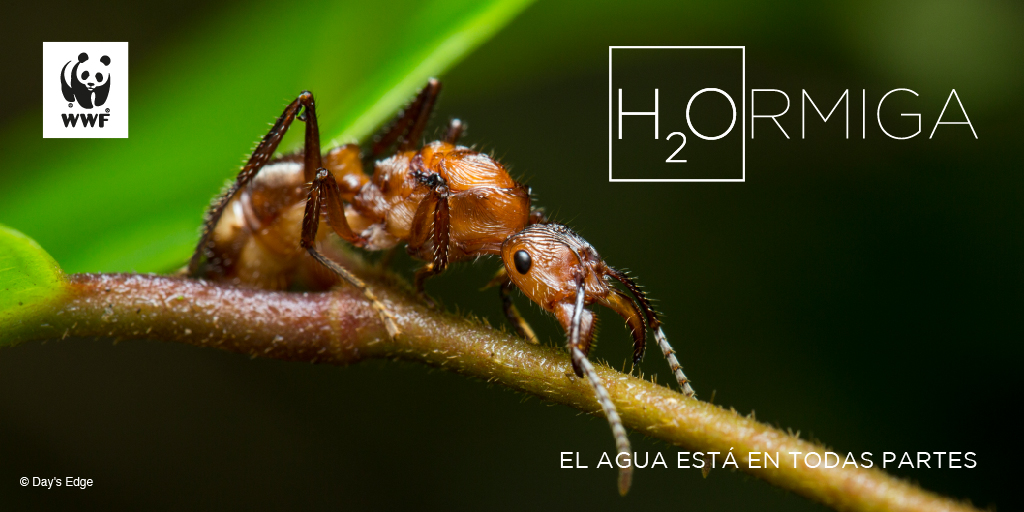 WWF_Peru's tweet photo. El agua es un recurso esencial para todos. Muchos de los productos que consumimos implican utilizar grandes cantidades de agua, por ejemplo, para fabricar un par de jeans se necesita 8.000 litros. 
#Ah2ora​ es el momento de actuar por el recurso más valioso del Planeta. https://t.co/sNRss9tBC3