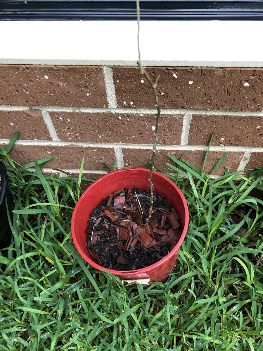 LNourishments's tweet photo. ?dying again after many days of rain? #gojiplant #gardenfails #gardenanswer #gardening #gardeningaustralia #backyardgarden https://t.co/Gh5kQfWpUr