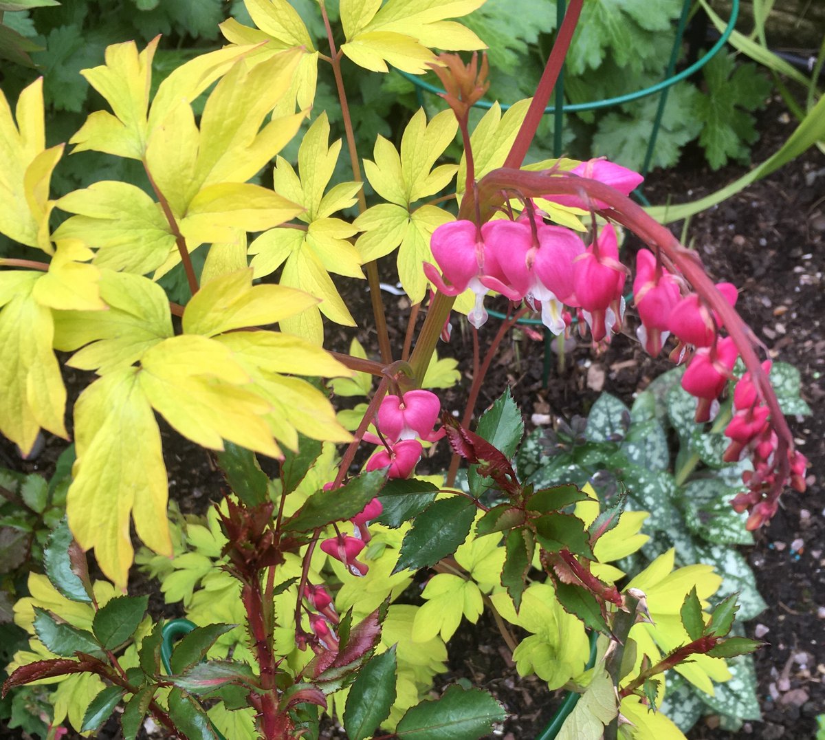 Read Caroline Broome's latest column where she reflects on the reflects on the changing of the seasons in "Spring Has Sprung!" at muswellhillgardeners.co.uk/newsstories.ph… #gardening #carolinebroome #SpringIsComing