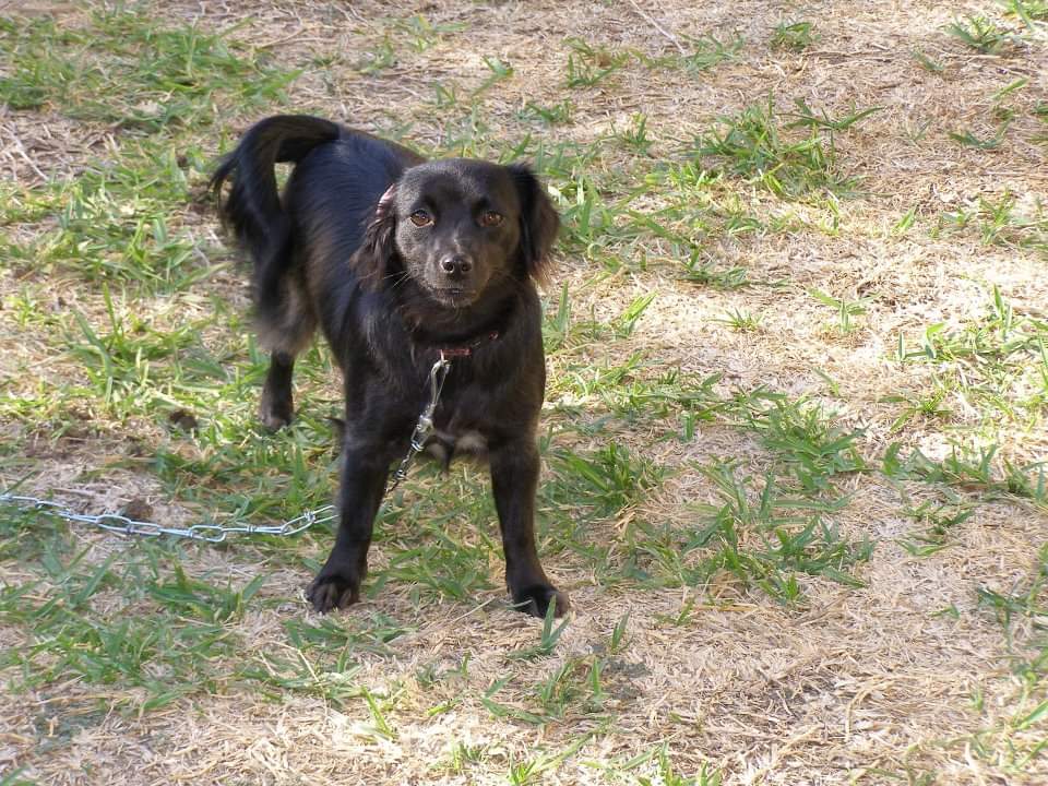 LEANDER TX PEOPLE: our dog, luna, is missing. she was last seen in mesa oaks (crystal falls - behind the highlands off of osage dr). my baby brother is in pieces over this. it would mean so much if y'all could rt 😓❤️