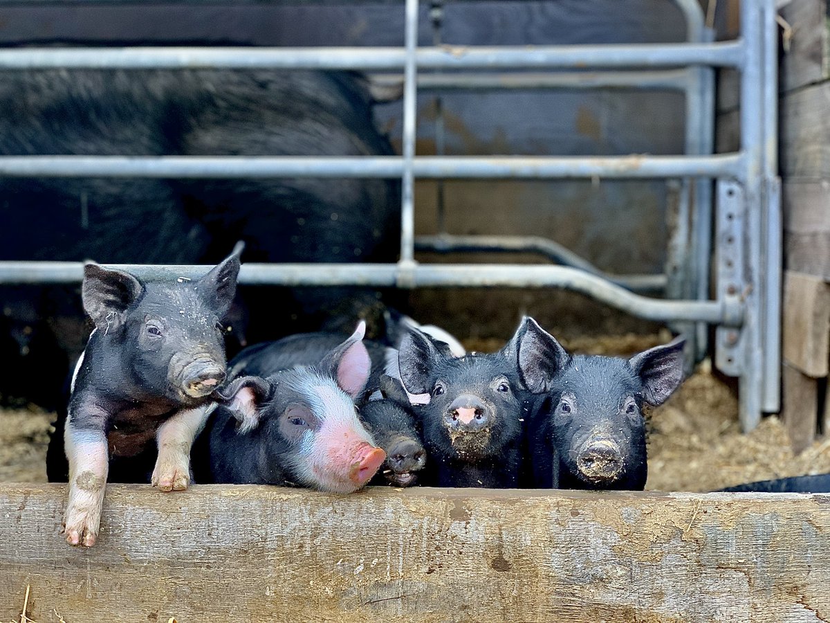 Mwillingham_24's tweet photo. Lovin what I do 🐽 https://t.co/EjgHW0iAWG