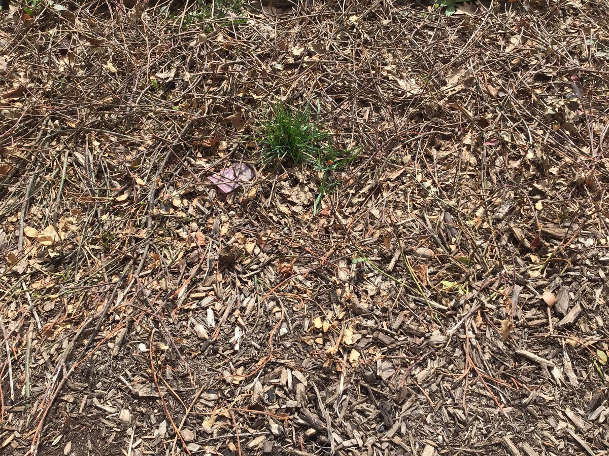 BISCLPNursery's tweet image. The #Friendlyfoxes have been looking for signs of Spring outside and photographing their discoveries #spring #outdoorlearning @BISCLincolnPark