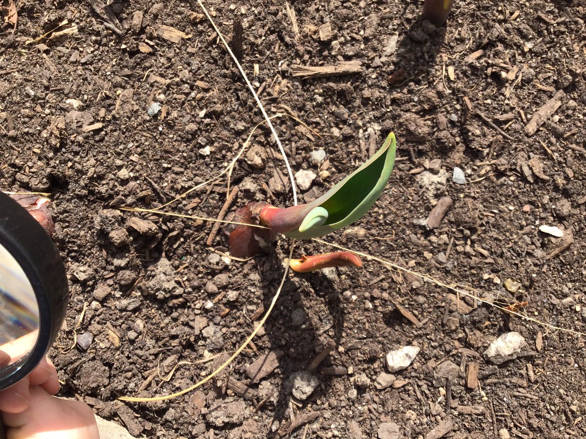 BISCLPNursery's tweet image. The #Friendlyfoxes have been looking for signs of Spring outside and photographing their discoveries #spring #outdoorlearning @BISCLincolnPark