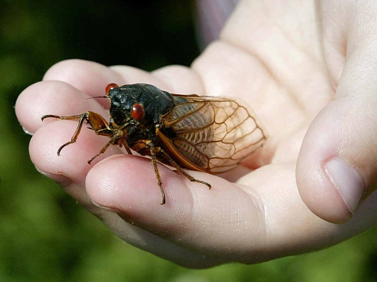 barstoolsports's tweet photo. The Once-Every-17-Years Cicada Swarm, Named "Brood X" Is Coming This Summer. Because Of Course It Is. https://t.co/3lCXLQQupr. https://t.co/fMZiZPu2qO