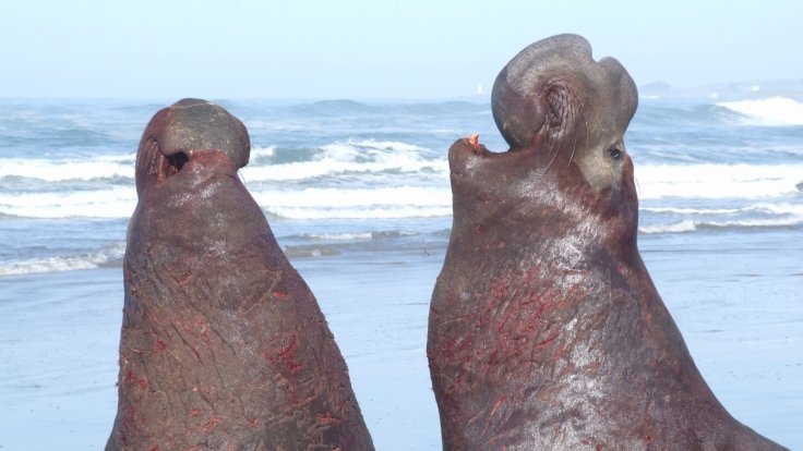 Two male elephant seals facing each other with their heads thrown back and mouths open to vocalize. 