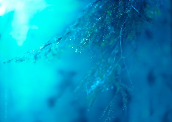 ToniArte2's tweet photo. •
#BeautyInArt
•
#BluePicture
•
#GreenPicture
•
📷 @LaetitiaWilfert 😍
• https://t.co/DWQaiR7myx