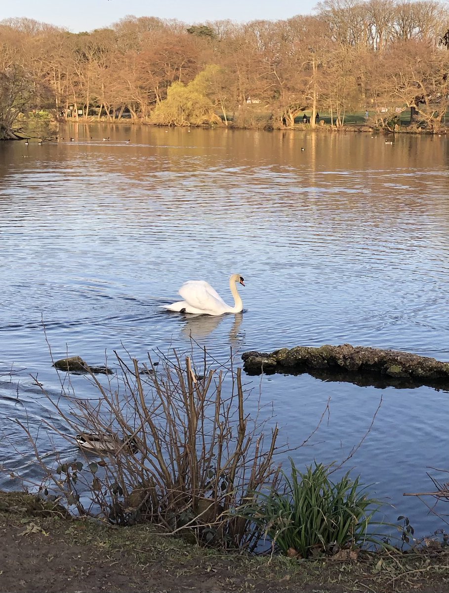 JonesAnnwen's tweet photo. One year on from lockdown, I miss terribly seeing my awesome @TargetOvarian colleagues in person. I can’t wait to see them again!!

It is no compensation but I do however prefer my end of day walk to the commute home #Grovelands https://t.co/OpOhgudNyH