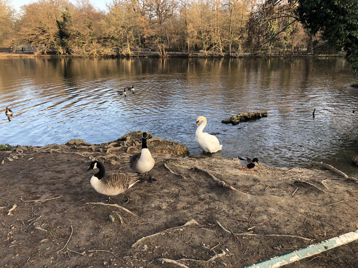 JonesAnnwen's tweet photo. One year on from lockdown, I miss terribly seeing my awesome @TargetOvarian colleagues in person. I can’t wait to see them again!!

It is no compensation but I do however prefer my end of day walk to the commute home #Grovelands https://t.co/OpOhgudNyH