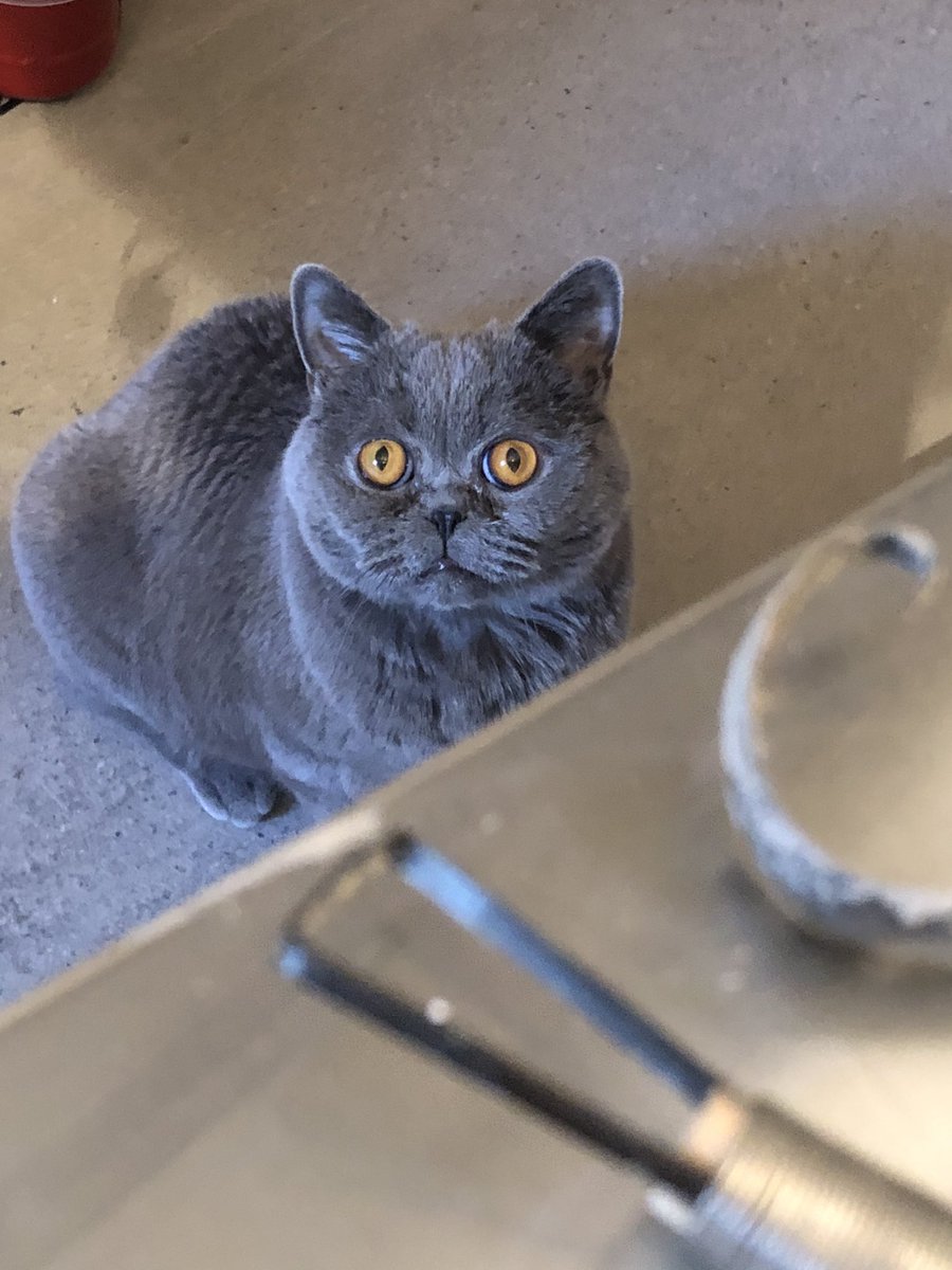 DroleSerge's tweet photo. Ok, Mum is a potter now... am I to help or what? #potter #ceramics @SchnebelenBulot #didsbury #britishshorthair #CatsOnTwitter #ceramicstudio #manchester #maitala #kiln #workshop https://t.co/7Z2pgzTl6R