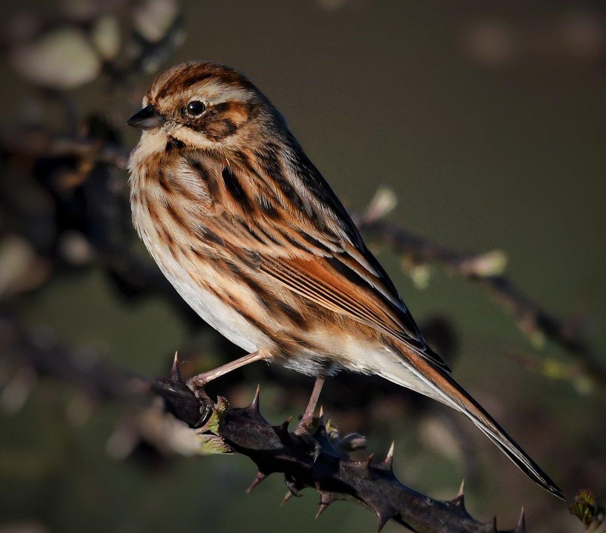 Geoff_Head_Pics's tweet photo. Reed Bunting (f) ~ Photographed on the Somerset Levels 
#TwitterNatureCommunity #RSPB #UnderTheBirdWork #BirdPhotography https://t.co/LfrT79r72x