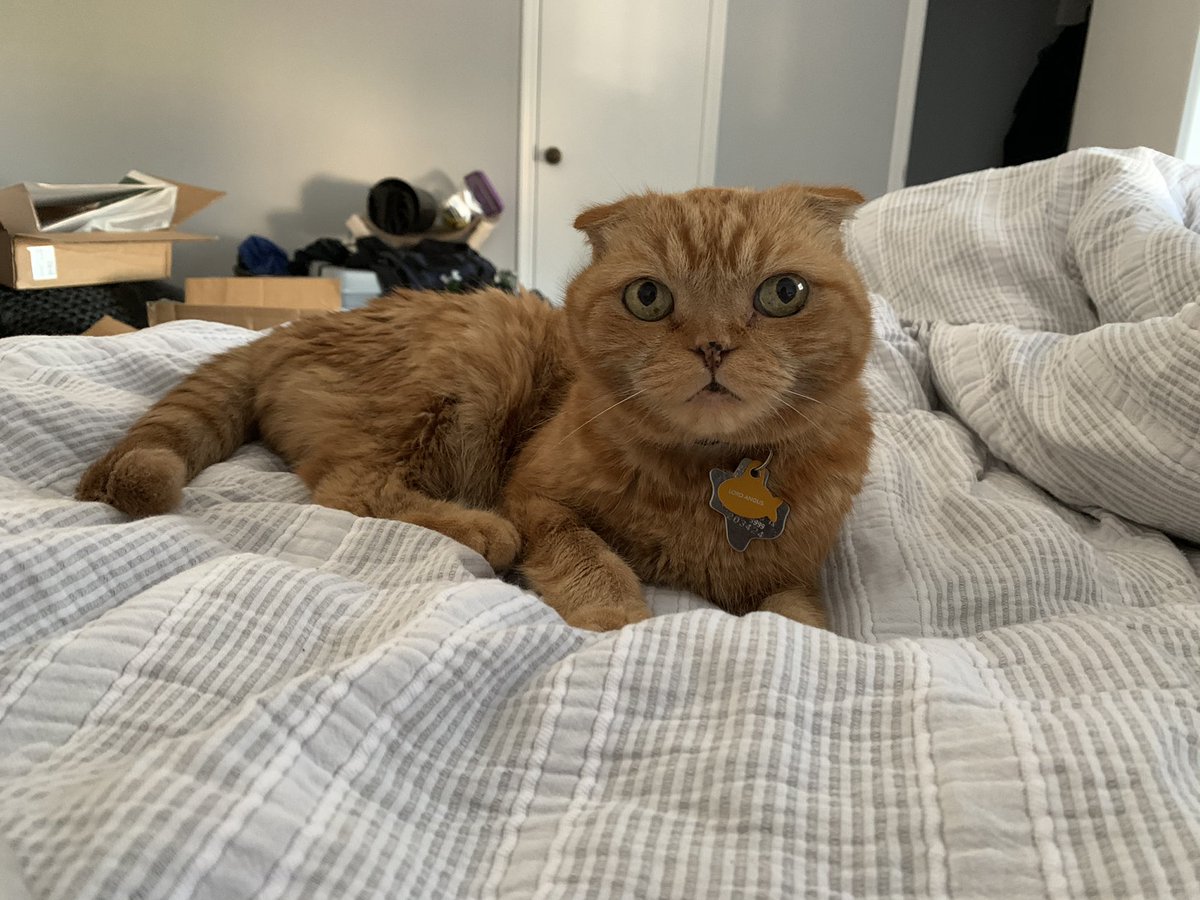 alyska__'s tweet photo. i would commit felonies if my cats asked me to https://t.co/caRIHYHxdS
