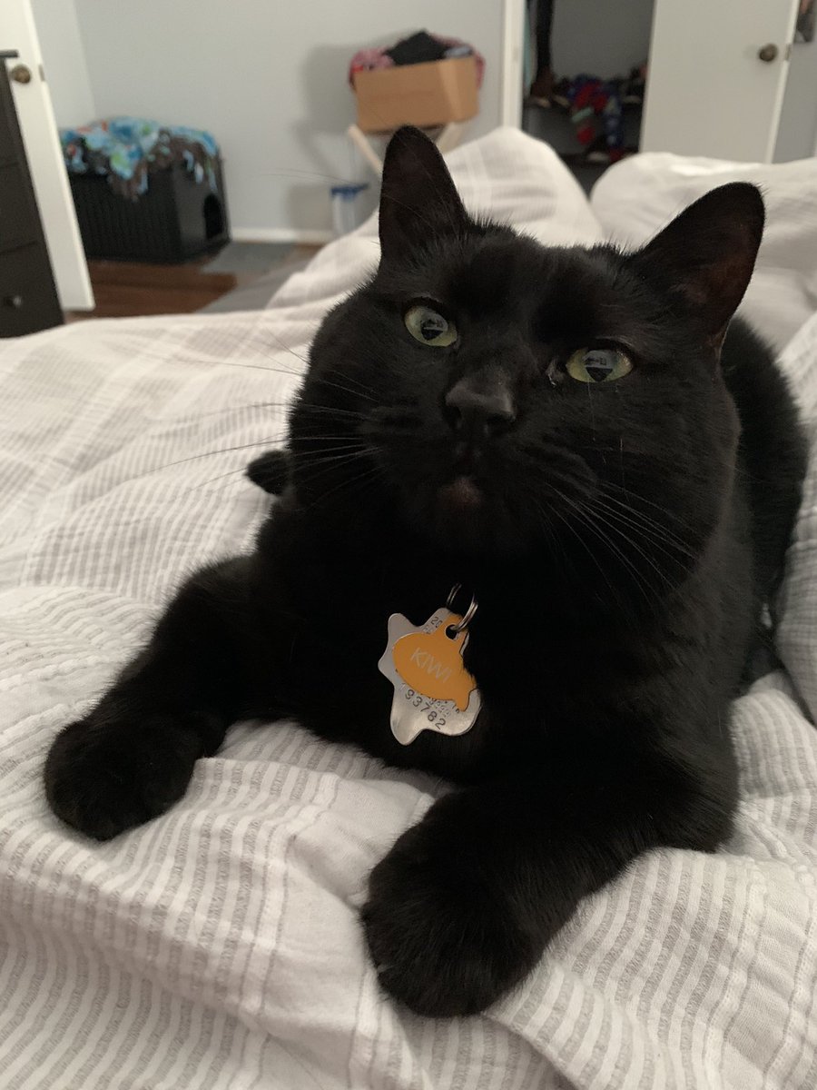 alyska__'s tweet photo. i would commit felonies if my cats asked me to https://t.co/caRIHYHxdS