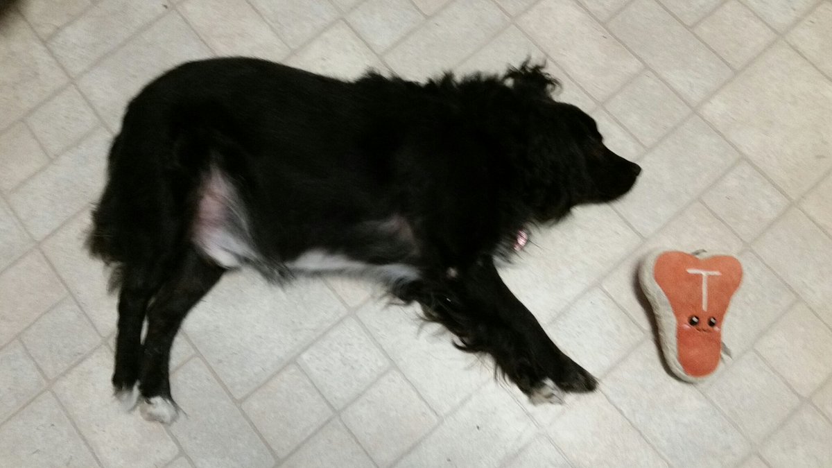 My current dog photography subject. Falls into the already overly saturated "fat and lazy" category.
<a href="/strobist/">David H</a>