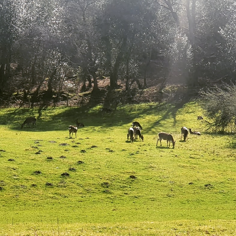 VLM2017's tweet photo. Monday morning run views 🦌💚😍
#runningcommunity #runningmotivation https://t.co/5VjWubYFkv