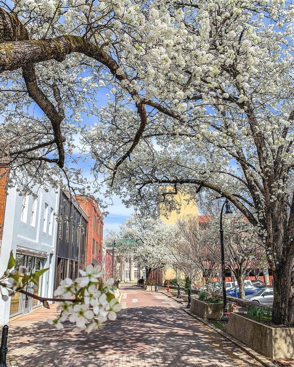 There you are, Spring 😍🌸 #bestofthebull
Beautiful photo by @wralsarah
