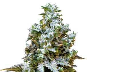 Here's the scoop! Sorbet #33 is a dank fruity dessert 8-9 week. Medium height with vibrant green &amp; purple hues, it's drips trichomes at up to 3% terps. Outdoor growers harvest before frost- she likes it warm!
#34streetseed
#anccannabis
#CannabisCommunity 
#canadiancannabisgrowers