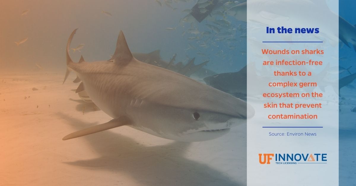 UF Innovate | Tech Licensing (@ufotl) on Twitter photo Shark skin is covered with a micropattern of tooth-like structures that inhibit the spread of microbes. #OrigiGator & <a href="/UFSidMartinBio/">UF Innovate | Accelerate @ Sid Martin Biotech</a> #graduate <a href="/SharkletShield/">Sharklet Technologies</a> developed a material similar to the scaly surface of shark skin which halts the spread of germs. ow.ly/yCZK50E5aKo Shark skin is covered with a micropattern of tooth-like structures that inhibit the spread of microbes. #OrigiGator & <a href="/UFSidMartinBio/">UF Innovate | Accelerate @ Sid Martin Biotech</a> #graduate <a href="/SharkletShield/">Sharklet Technologies</a> developed a material similar to the scaly surface of shark skin which halts the spread of germs. ow.ly/yCZK50E5aKo