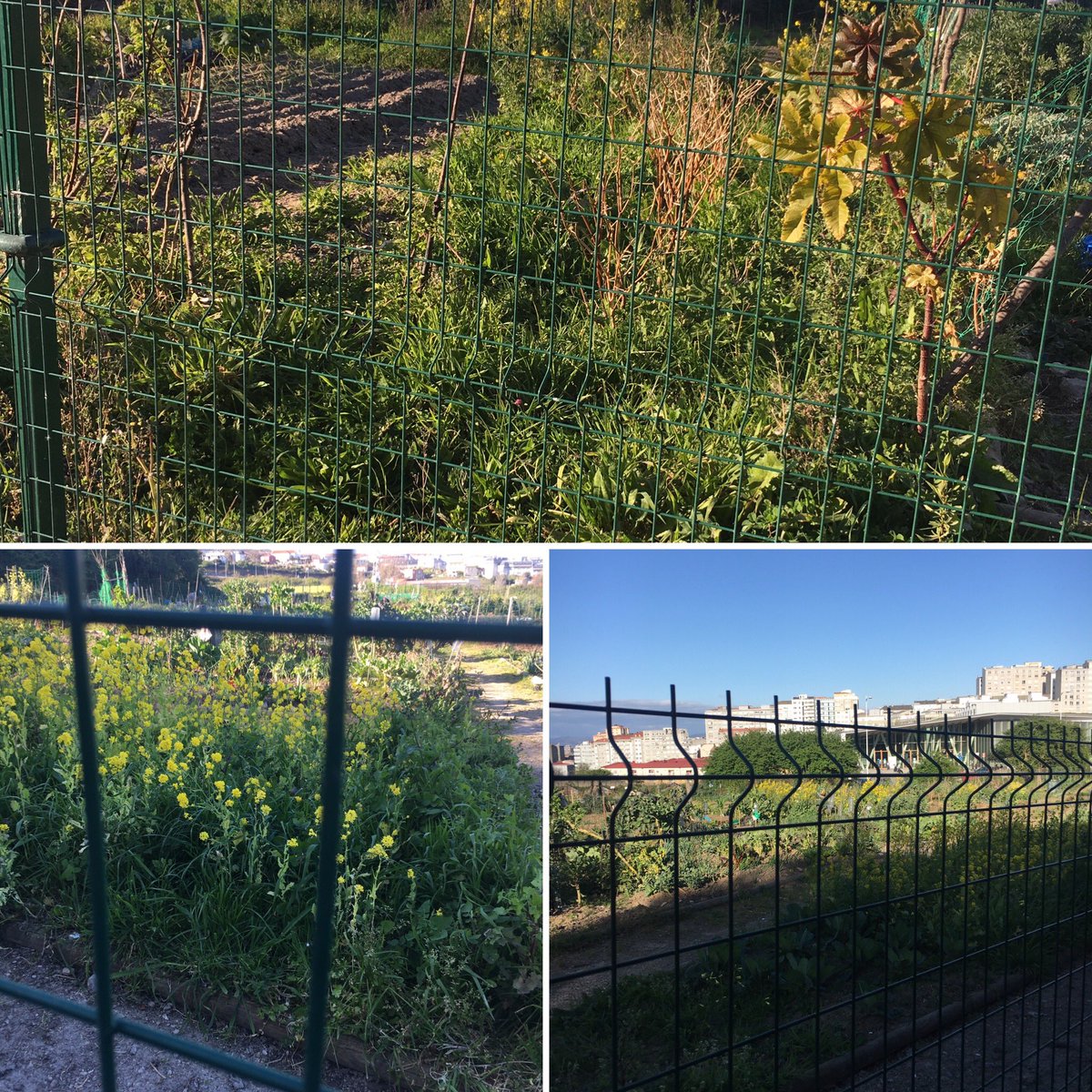 mercejover's tweet photo. @CorunaSostible Buenas tardes.
En su día participe para el uso de las Eco Huertas del Agra y no han vuelto a salir a concurso.Ayer paseando por la zona, observé que alguna están abandonadas, como se observa en las fotos.¿Cómo  puede ser posible?, si la concesión  era para 2 años https://t.co/DxXp4EeyvR