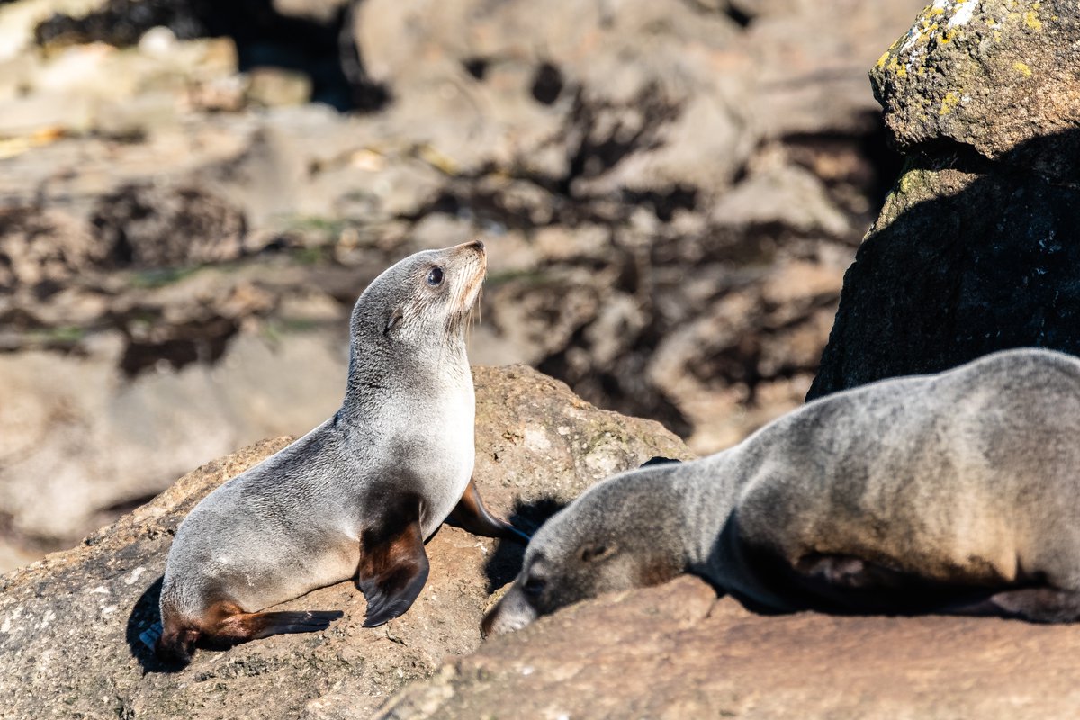 NCVMA's tweet photo. The #InternationalDayOfTheSeal is a day dedicated to the conservation of the amazing species - and a day of action against the cruelty of seal hunting.

#DayOfTheSeal #SaveSeals #VeterinaryMedicine https://t.co/cnOdY575g6