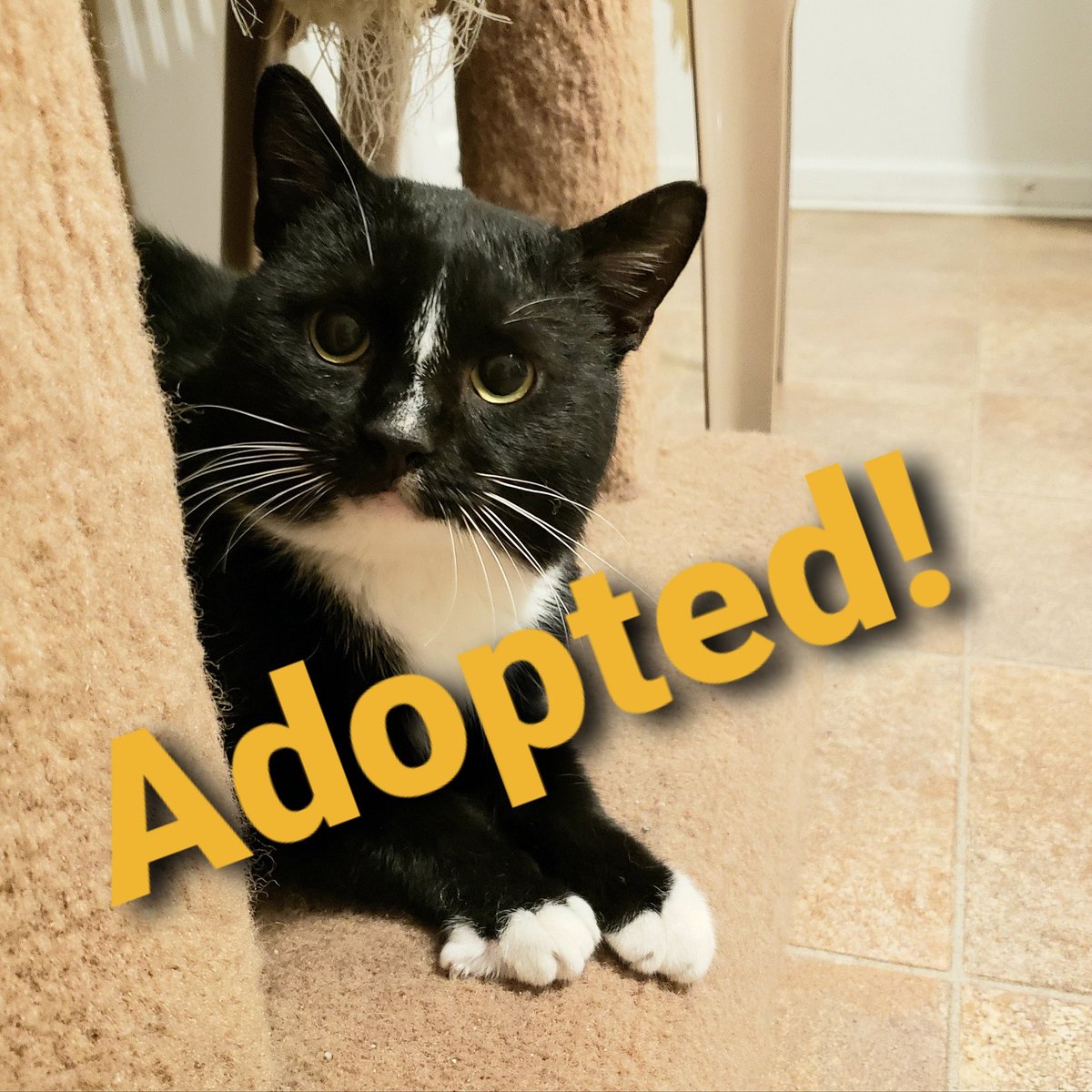 Of course he got #adopted! Who could resist that face? Congrats to our lil pal Tux!!
#adoptables #adoptdontshop 
#cats #kittens #philly #BucksCountyPA #catrescue #nokill #bingosfoundation #CatsOfTwitter #tuxedocats