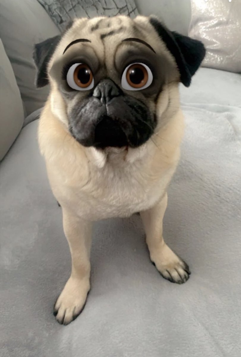 alfie_pug's tweet photo. Mum made me into a Disney Pug 🤣🤣🤣🤣🤣🤣 https://t.co/M9fZPKzpPy