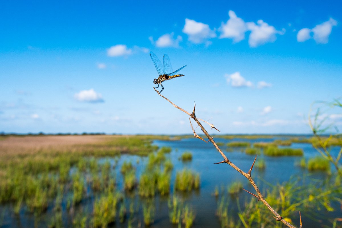 TPWFoundation's tweet photo. “There are no words that can tell the hidden spirit of the wilderness, that can reveal its mystery, its melancholy, and its charm.” - Theodore Roosevelt
#WeWillNotBeTamed #LiveAmongtheWild #JointheWildLife #TexasParksandWildlife #TexasFisheries #WildAnimalsofTexas #TexasWildlife https://t.co/QkziywtKZ0