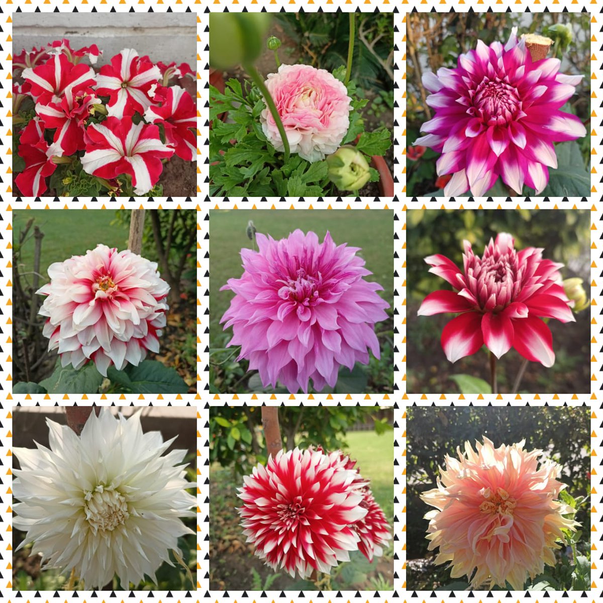 ALamachaur's tweet photo. ARDEN PROGRESSIVE SCHOOL is blessed with diverse flora which miraculously presents a picture of dancing rainbow.
The musky fragrance enchants the minds and souls to bloom. One may find itself in the Eden. https://t.co/WKGUy4avTE